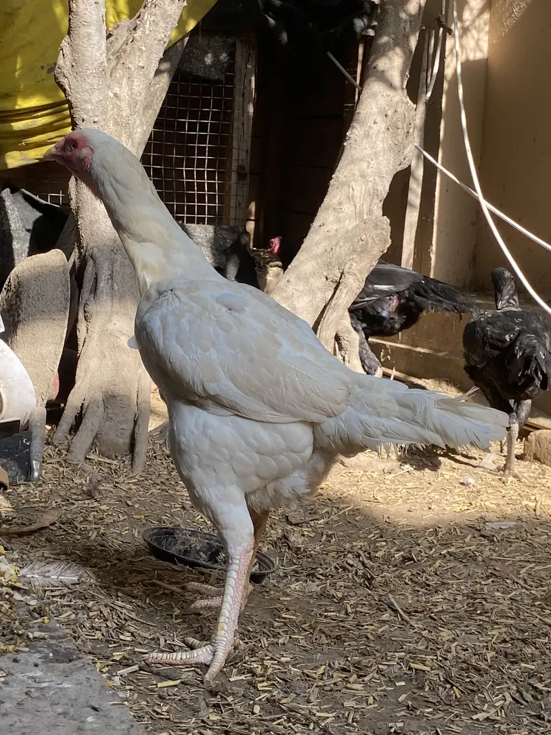 Hens for sale — photo 2