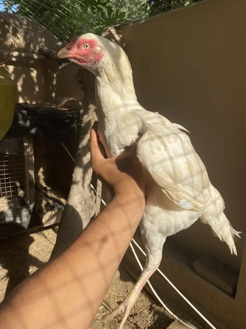 Hens for sale — photo 3
