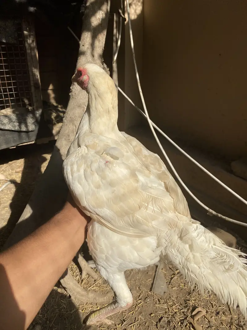 Hens for sale — photo 4