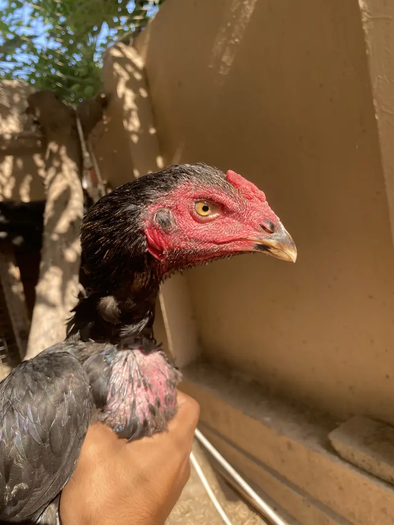 Hens for sale — photo 6
