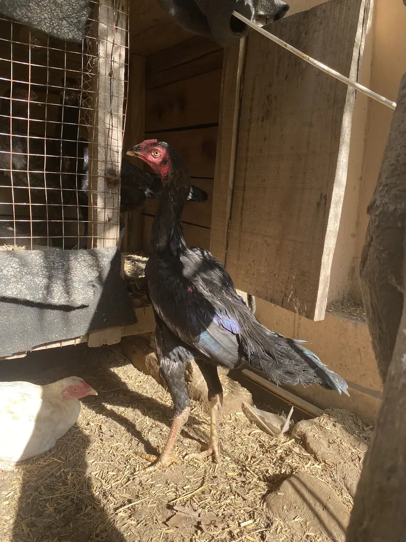 Hens for sale — photo 9