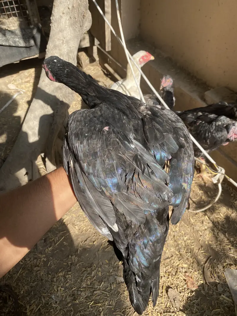 Hens for sale — photo 11
