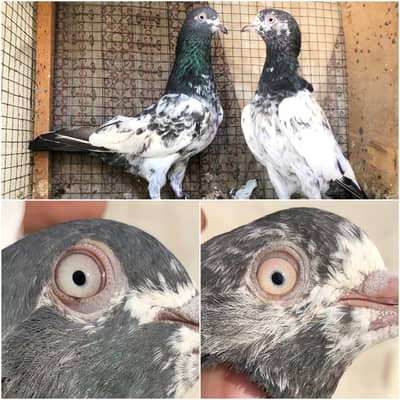 High flyer pigeon