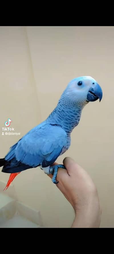 macaw electus lorry raw  grey parrot