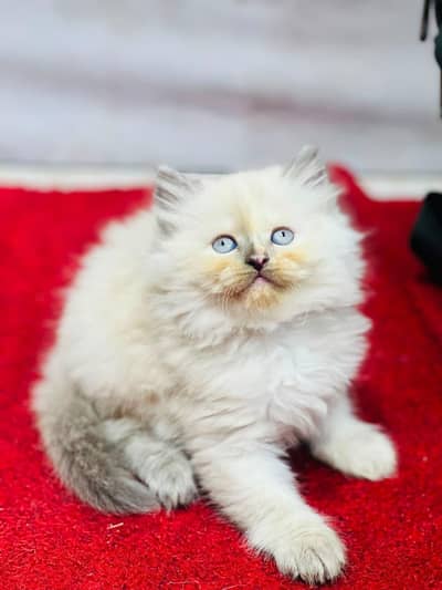 cash on delivery available Persian punch face cat kitten