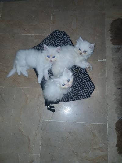 white punch face kitten