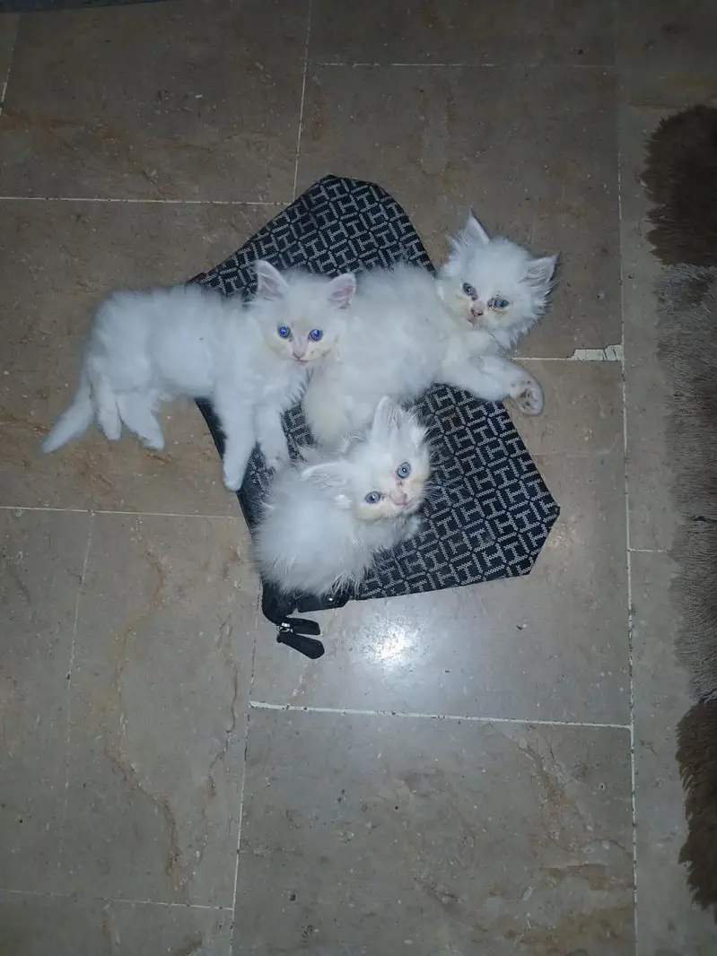 white punch face kitten — photo 3