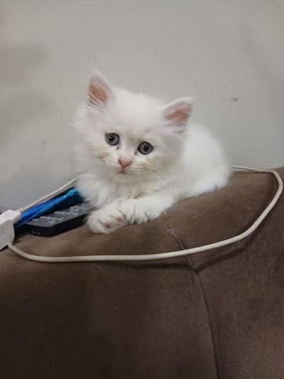 white punch face kitten