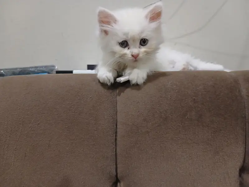 white punch face kitten — photo 2