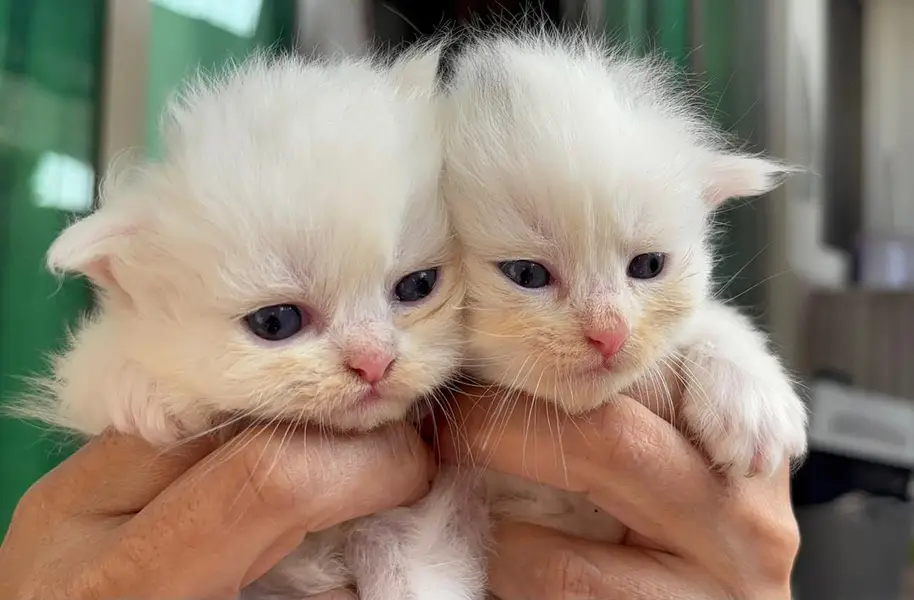 white punch face kitten — photo 5
