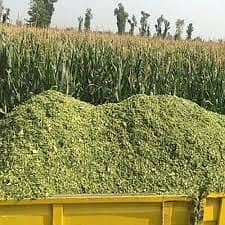 Silage ,Animals Feed , Corn Silage/ Animal Feed/ Maki Silage pure Feed