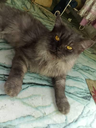 Persian cat