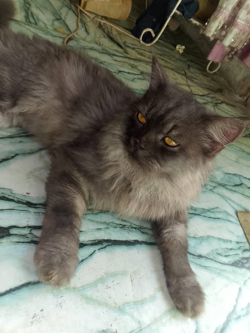Persian cat 1