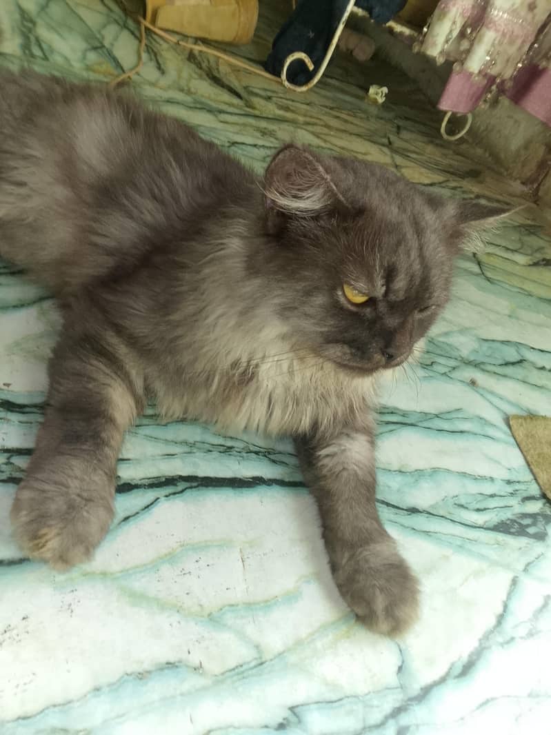 Persian cat 2