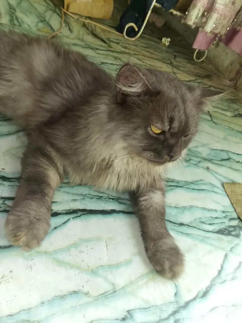 Persian cat — photo 3