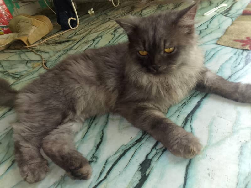 Persian cat 3