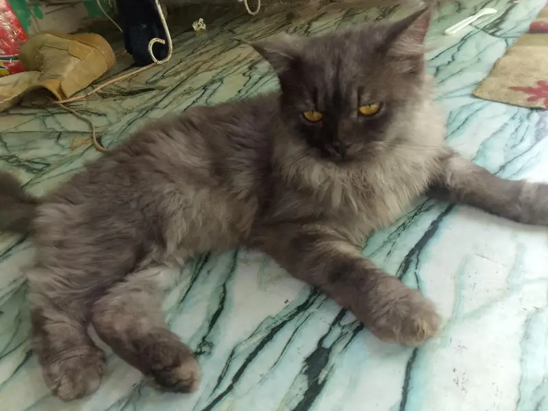 Persian cat — photo 4