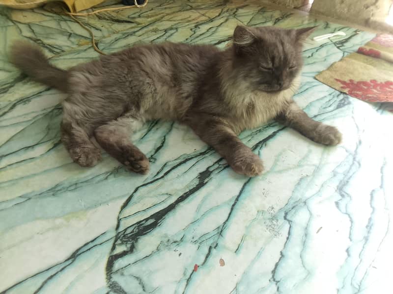 Persian cat 4