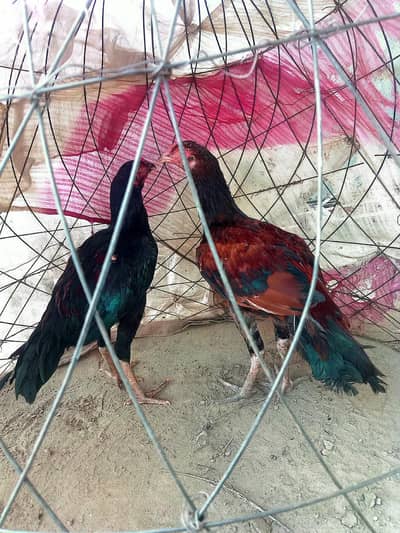 Aseel Pathy pair