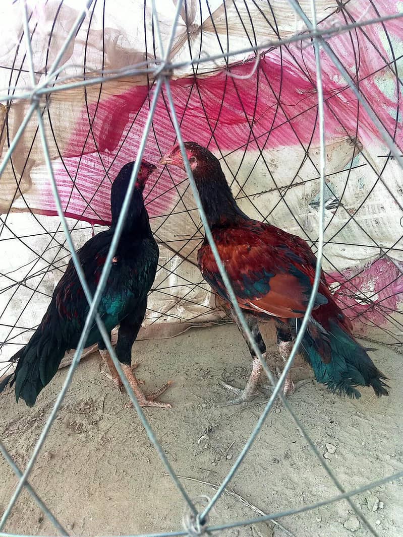 Aseel Pathy pair 0