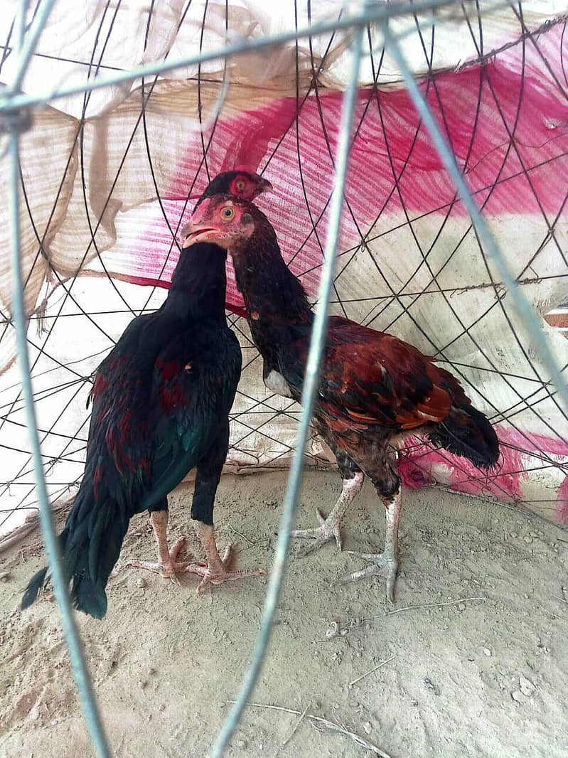 Aseel Pathy pair 1