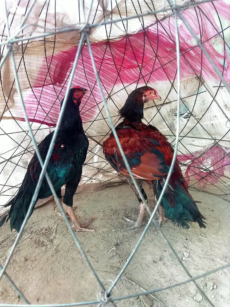 Aseel Pathy pair — photo 4