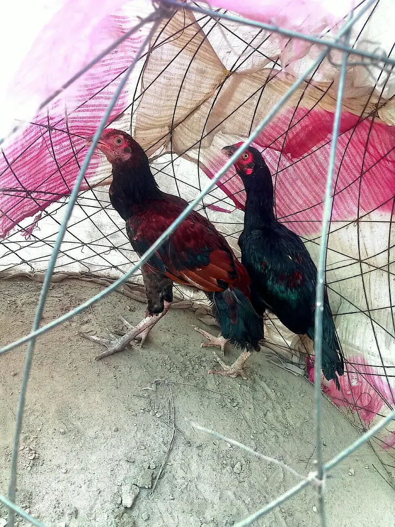 Aseel Pathy pair — photo 5
