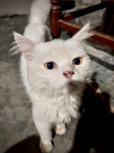 Persian cat for sell