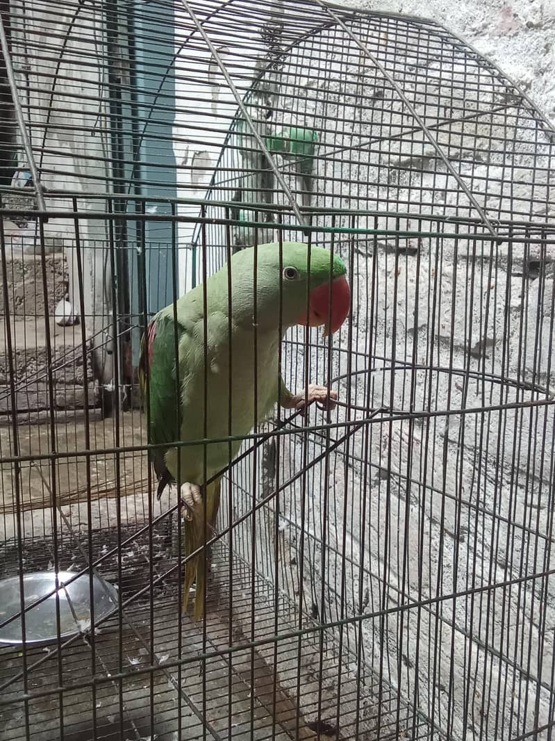 talking parrot 0