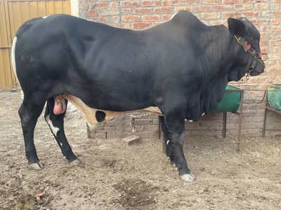 Kheera vacha for sale