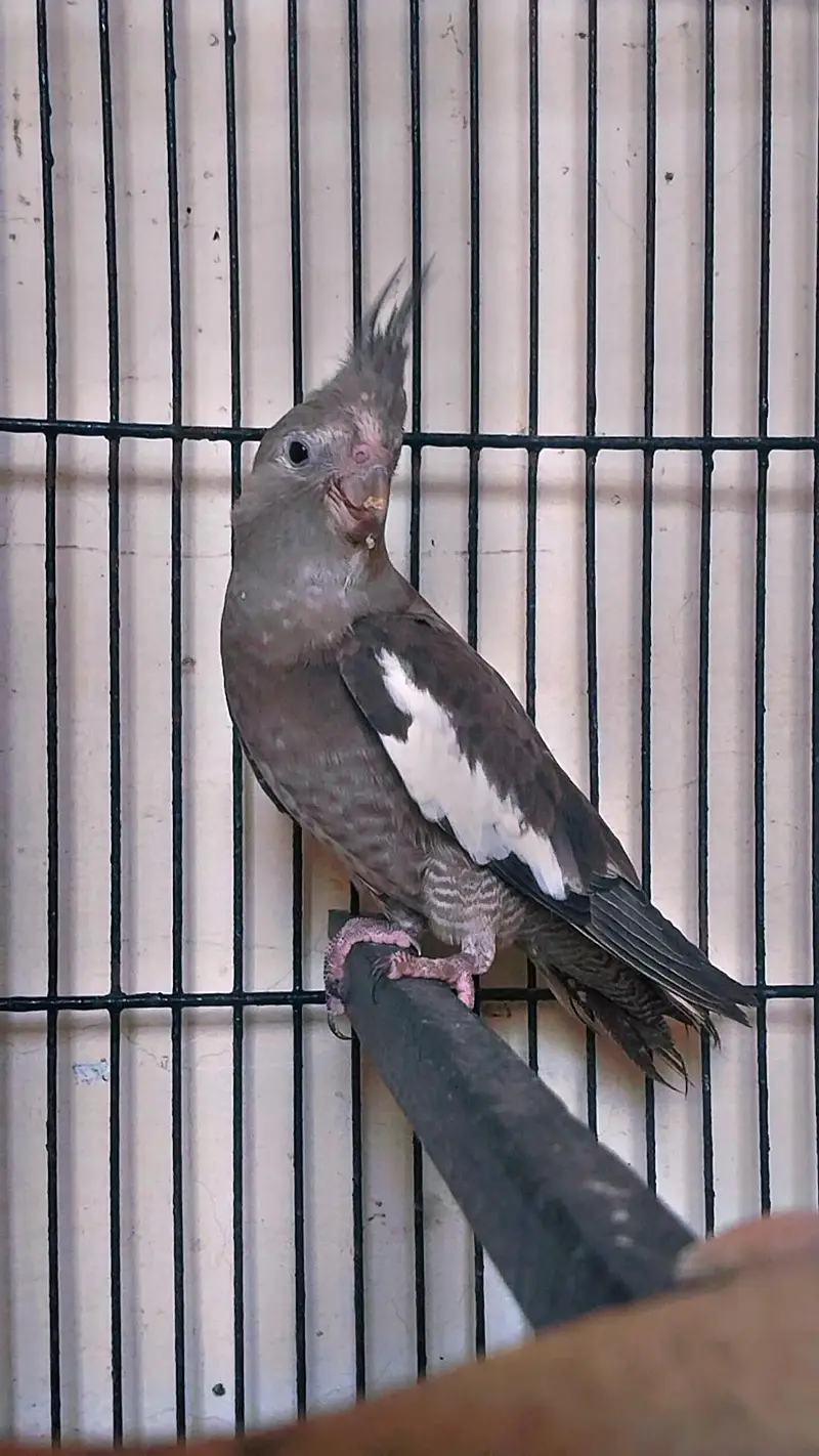 Cocktail Bredar Pir For sale — photo 2