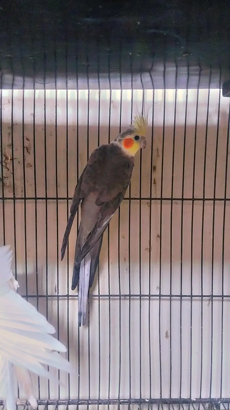 Cocktail Bredar Pir For sale — photo 3