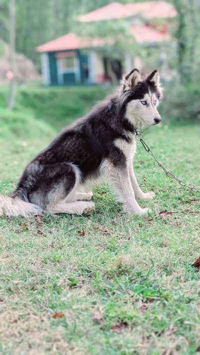 siberian husky female