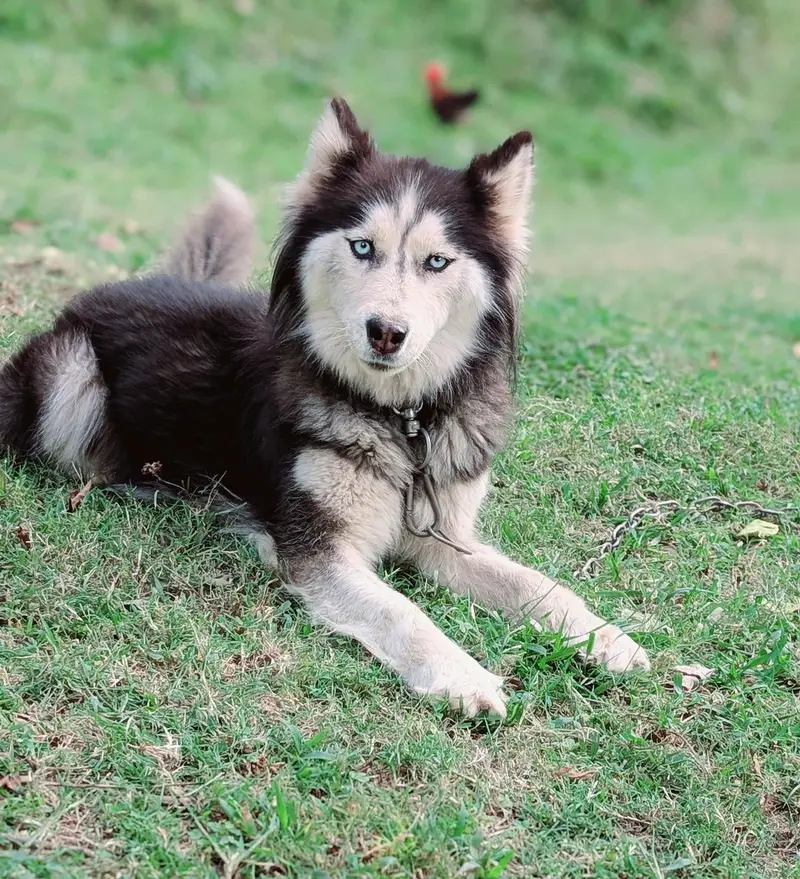 siberian husky female — photo 2