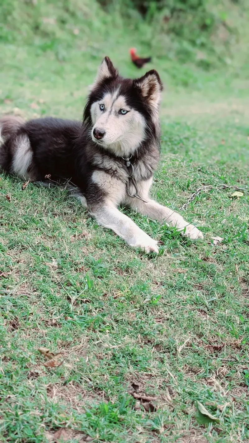siberian husky female — photo 3