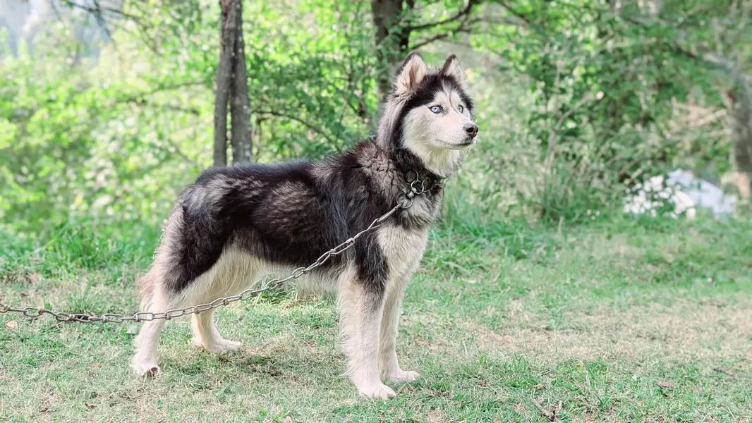 siberian husky female — photo 4
