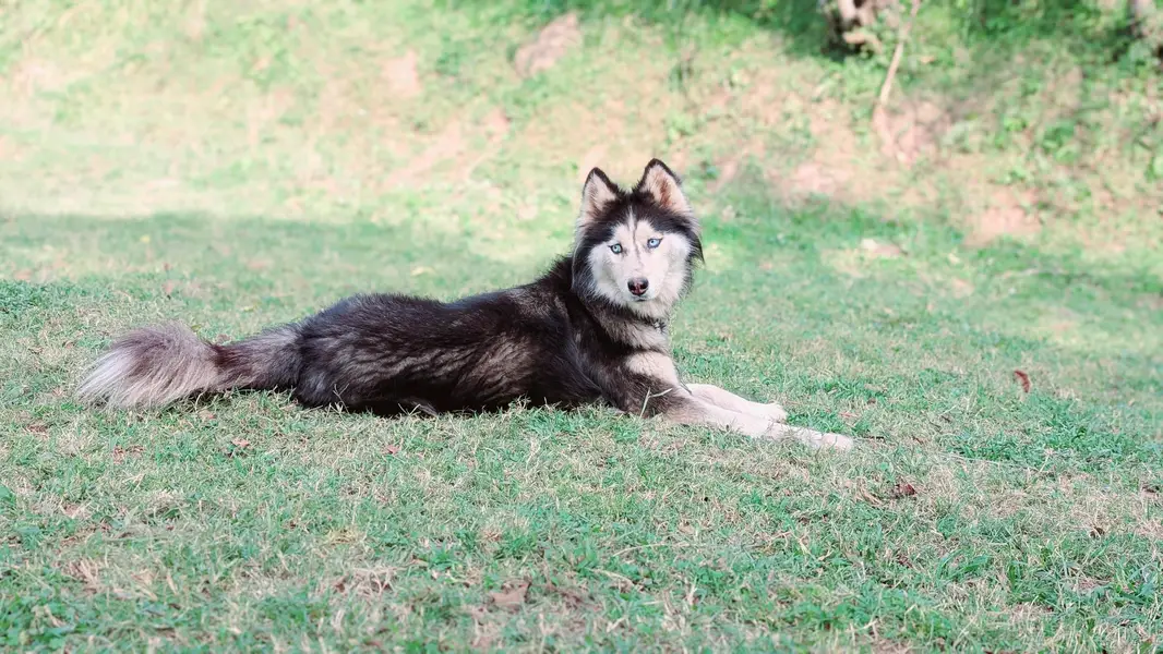 siberian husky female — photo 5