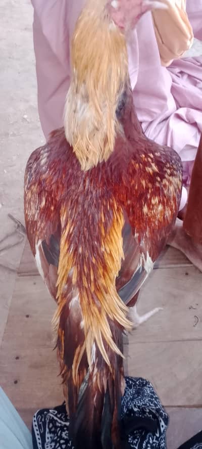 asell morgha white legs puoor aseel