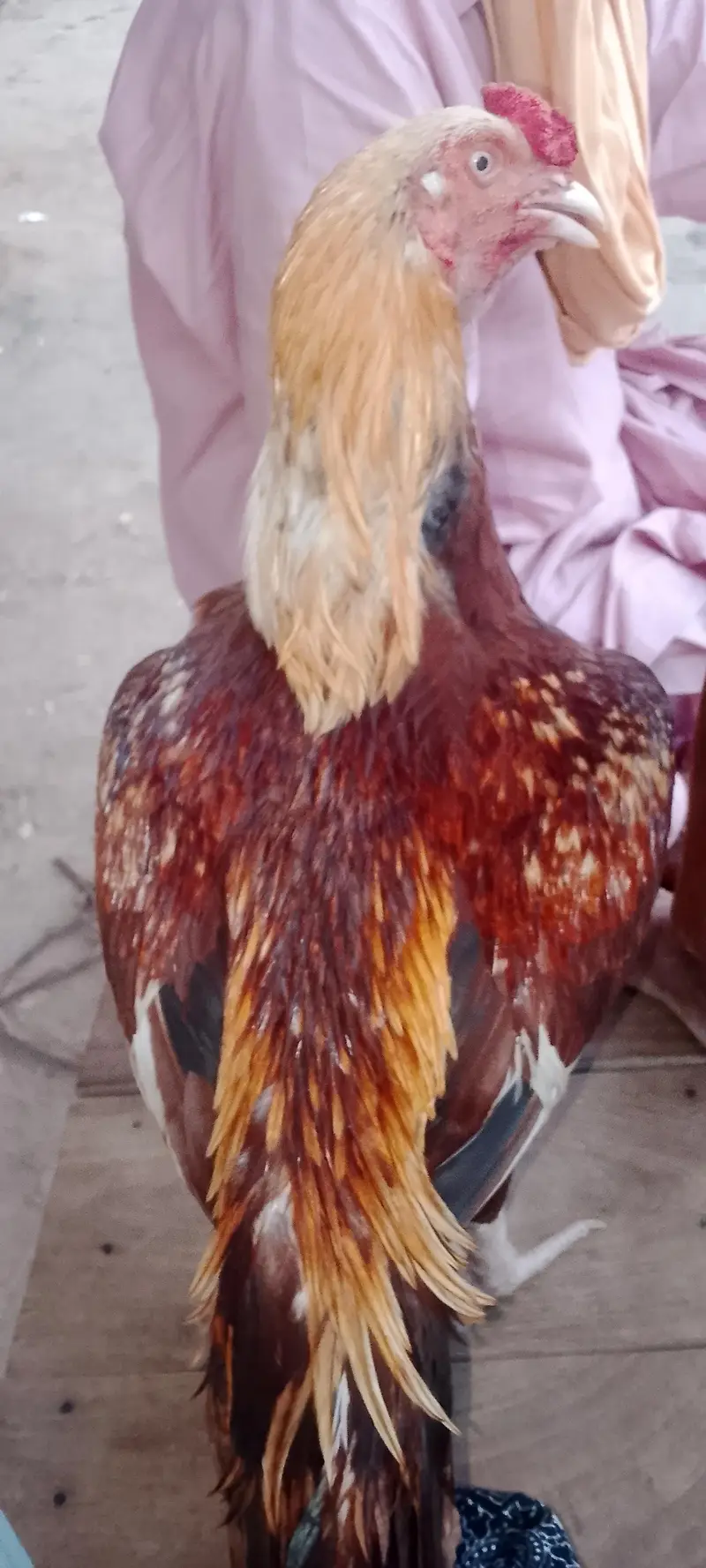asell morgha white legs puoor aseel — photo 2