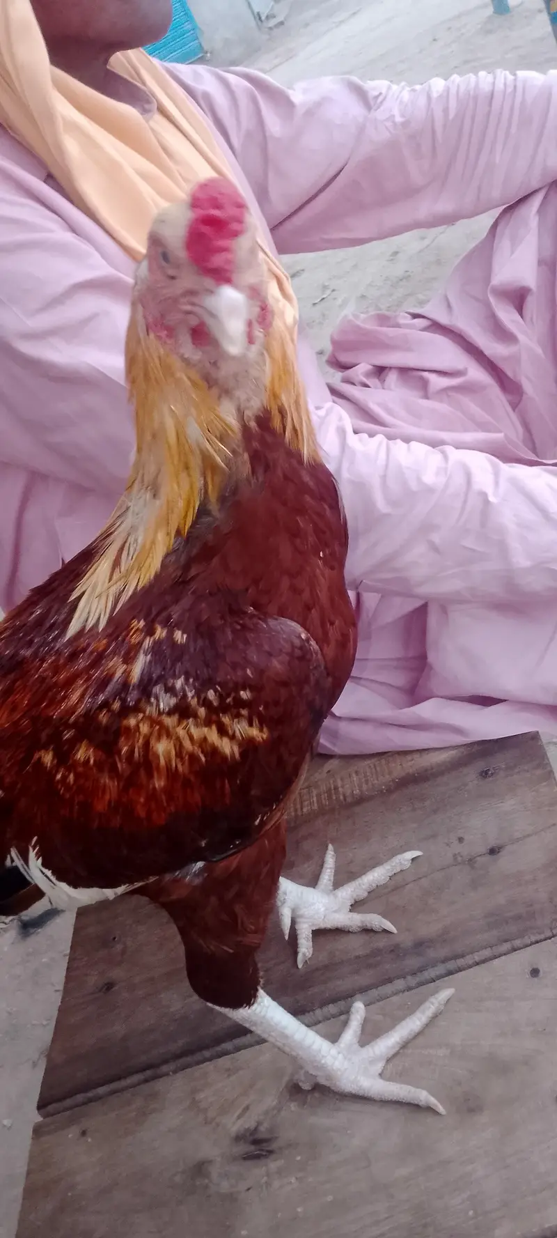 asell morgha white legs puoor aseel — photo 3