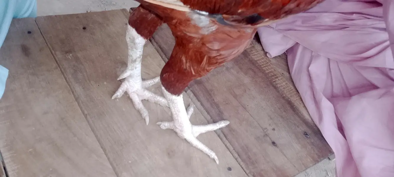 asell morgha white legs puoor aseel — photo 8