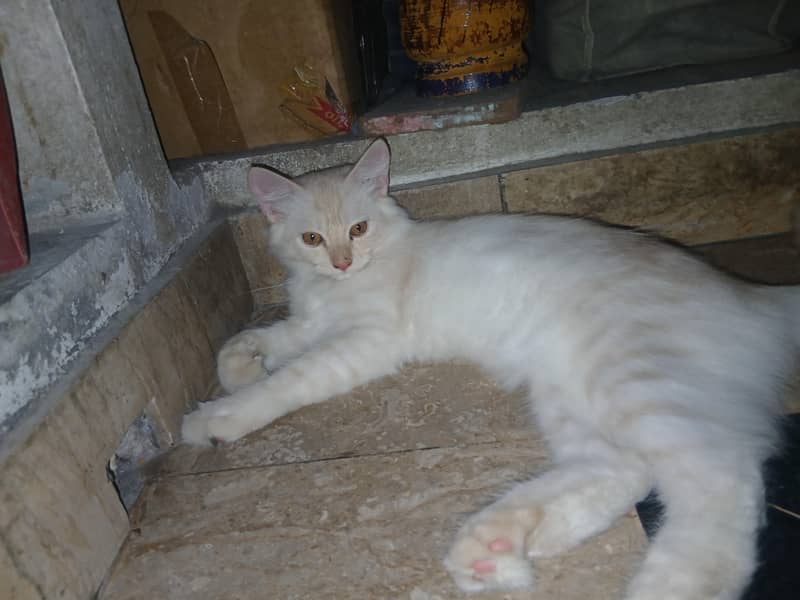 Persian cat pair 2