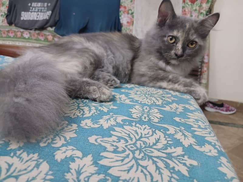 Persian cat pair 3