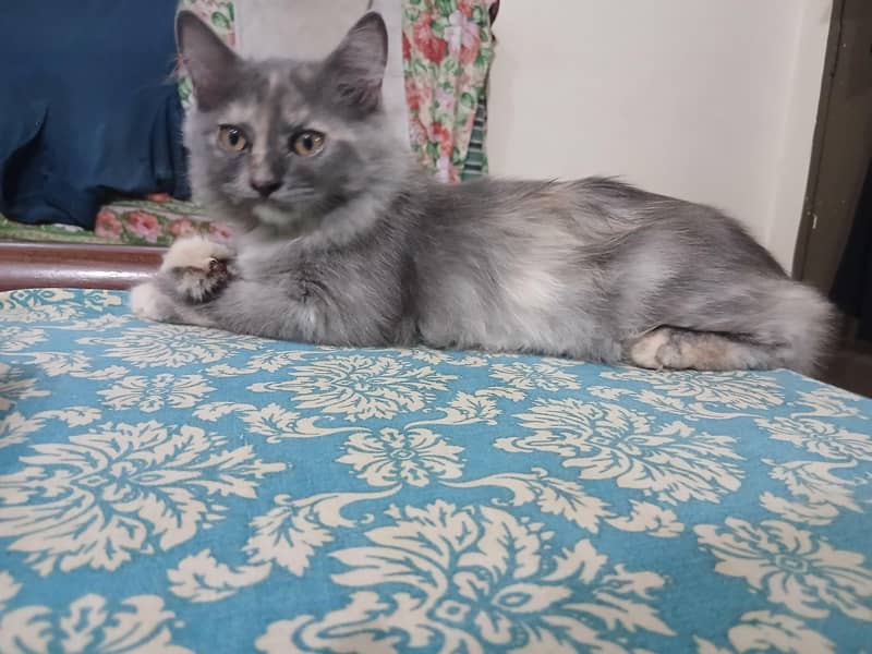 Persian cat pair 4