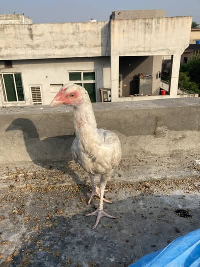 Pure hera hen