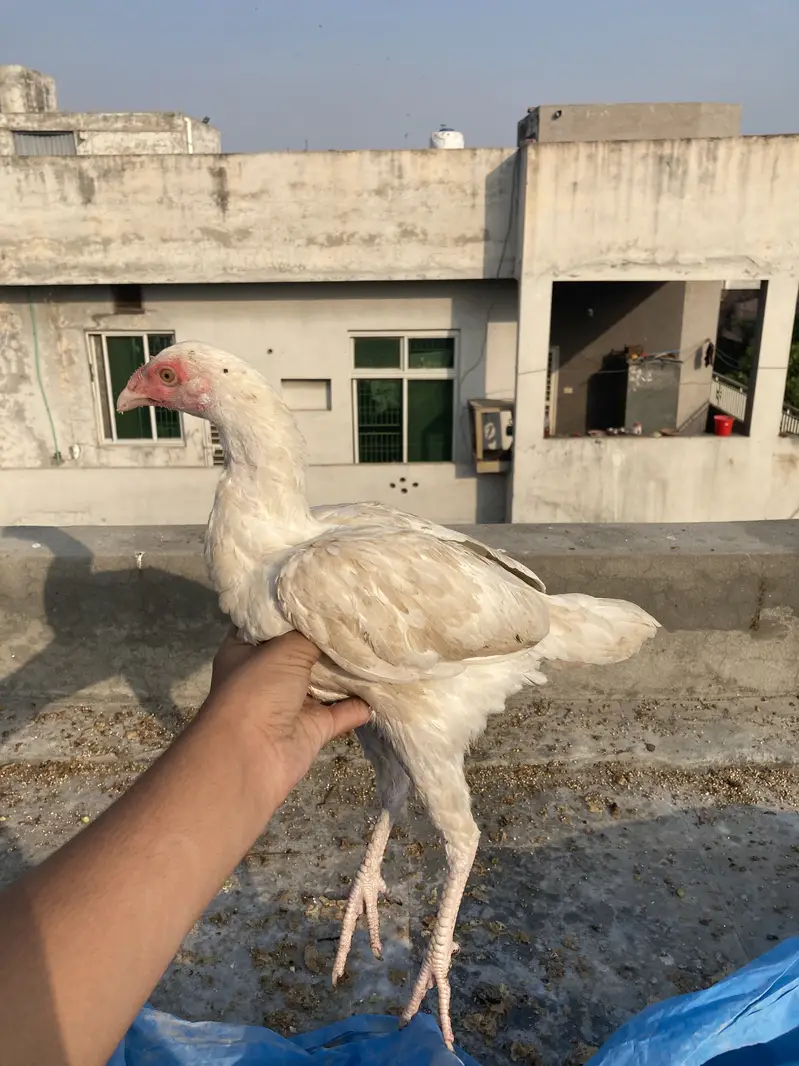 Pure hera hen — photo 2