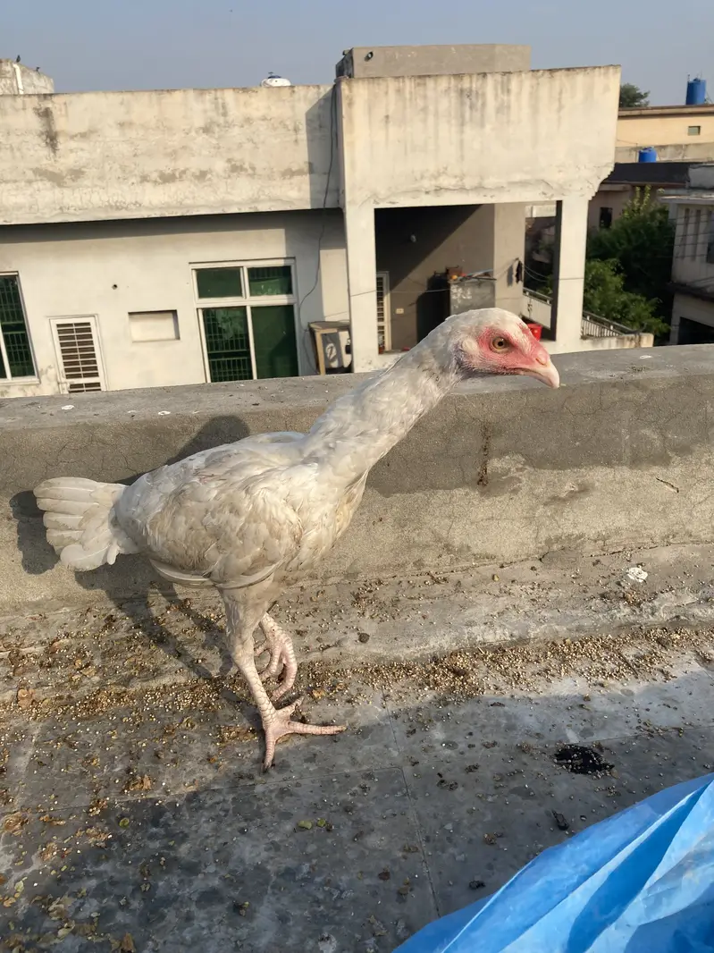 Pure hera hen — photo 3