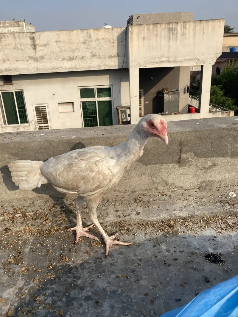 Pure hera hen — photo 4