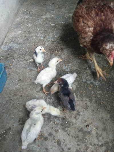 Aseel Mianwali murgi key sath 6 aseel chick + cage