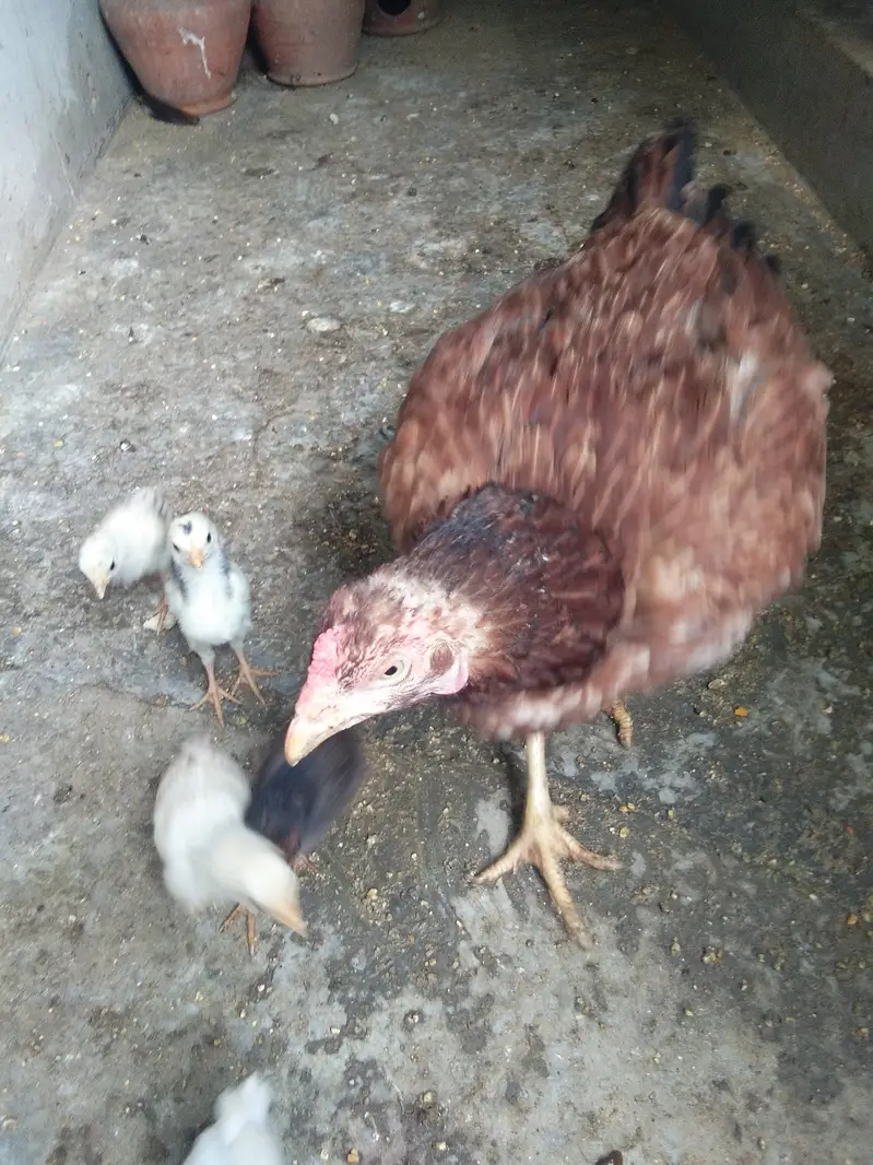Aseel Mianwali murgi key sath 6 aseel chick + cage — photo 2